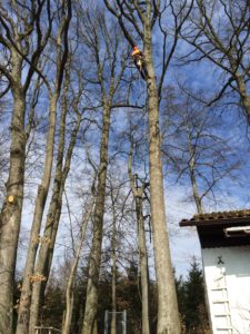 Landschaftspflege Hörz Kletterarbeiten im Wald